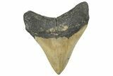 Serrated, Posterior Megalodon Tooth - North Carolina #298904-1